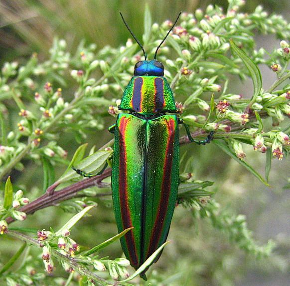 Chrysochroa fulgidissima Chrysochroa Wikipedia