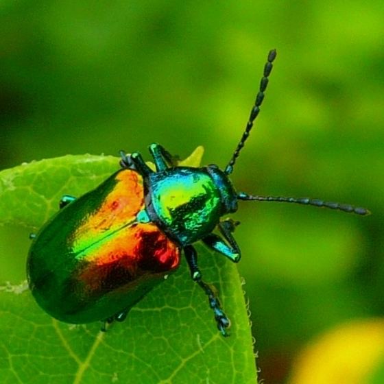 Chrysochus auratus UNKNOWN INSECT MULTICOLOR METALIC Chrysochus auratus BugGuideNet