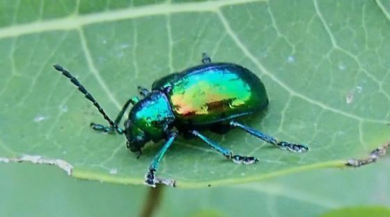 Chrysochus cobaltinus Chrysochus cobaltinus Cobalt Milkweed Beetle Chrysochus auratus