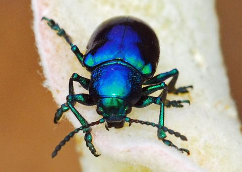 Chrysochus cobaltinus Cobalt Milkweed Beetle Chrysochus cobaltinus