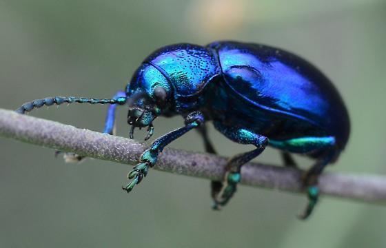 Chrysochus cobaltinus Milkweed Lead Beetle Chrysochus cobaltinus BugGuideNet