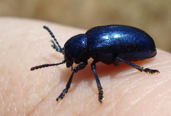 Chrysochus cobaltinus blue Milkweed beetle Chrysochus cobaltinus BugGuideNet