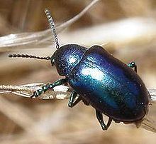 Chrysochus cobaltinus httpsuploadwikimediaorgwikipediacommonsthu