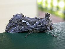 Chrysodeixis argentifera httpsuploadwikimediaorgwikipediacommonsthu