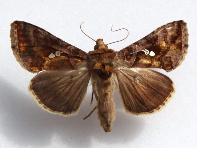 Chrysodeixis chalcites Chrysodeixis chalcites African Moths
