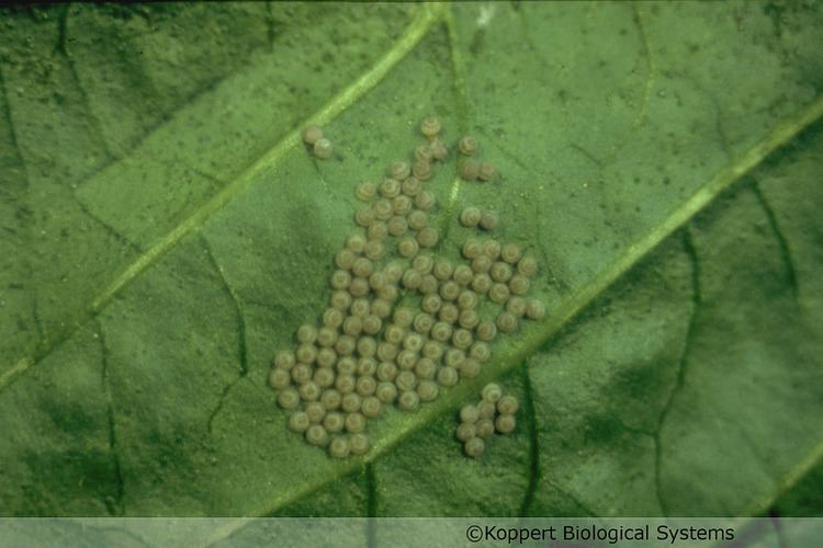 Chrysodeixis chalcites Chrysodeixis chalcites Flickr