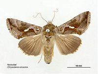 Chrysodeixis eriosoma httpsuploadwikimediaorgwikipediacommonsthu