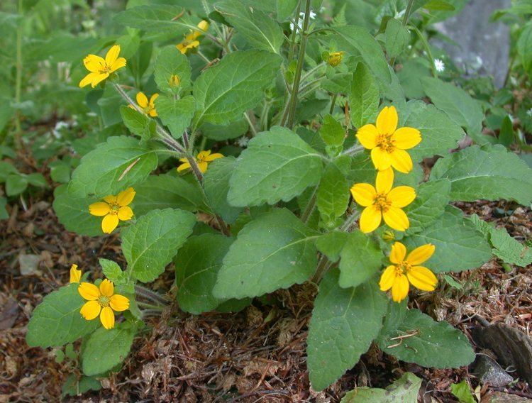 Chrysogonum virginianum ncwildflowerorgimagesplantsChrysogonumvirgini