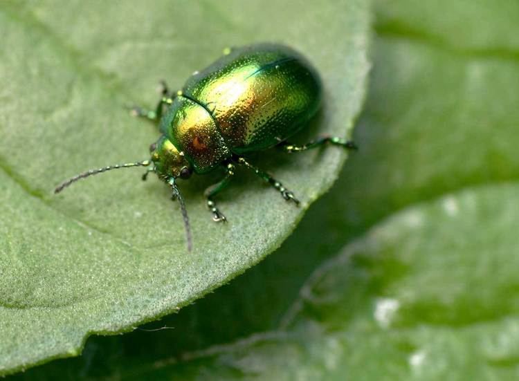 Chrysolina Chrysolina Wikipdia