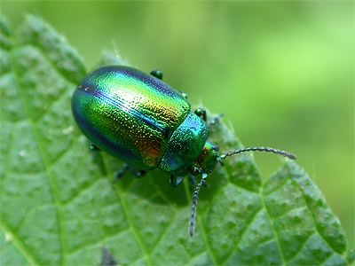 Chrysolina Chrysolina