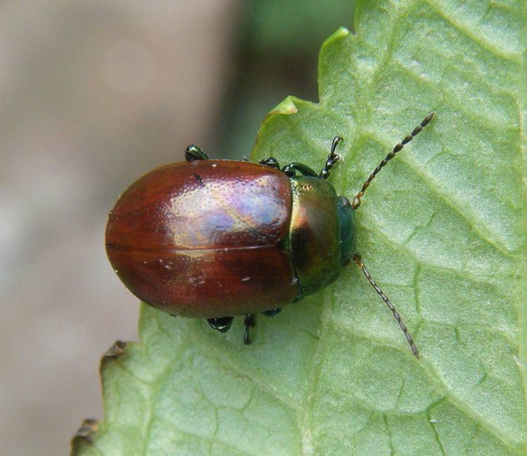 Chrysolina Chrysolina polita Chrysolina polita NatureSpot