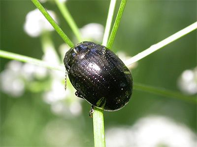 Chrysolina Chrysolina