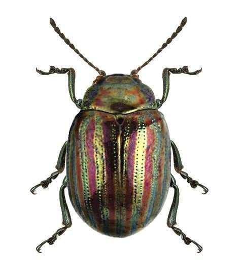 Chrysolina americana - Alchetron, The Free Social Encyclopedia