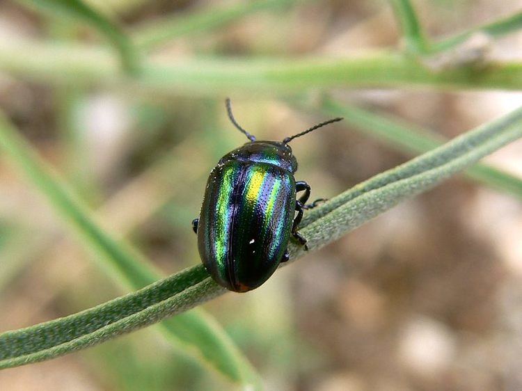 Chrysolina cerealis Rainbow leaf beetle or Snowdon beetle Chrysolina cerealis