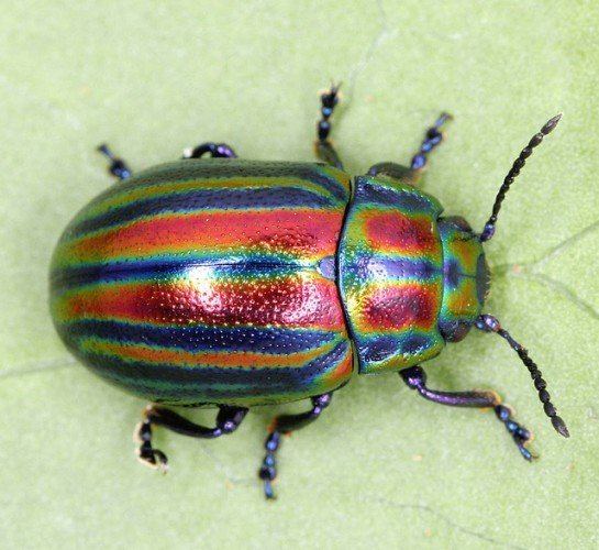 Chrysolina cerealis The Extremely Rare Rainbow Leaf Beetle Is A Major Treat For The Eyes