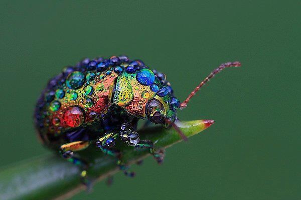 Chrysolina cerealis The Extremely Rare Rainbow Leaf Beetle Is A Major Treat For The Eyes