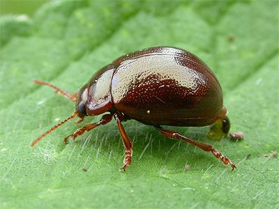 Chrysolina Chrysolina