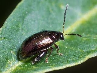 Chrysomeloidea httpssitesgooglecomsiteinsectsoftaschrysome