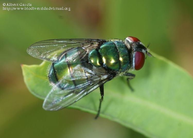 Chrysomya albiceps Chrysomya albiceps Wiedemann 1819 553363 Biodiversidad