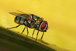 Chrysomya Hairy Maggot Blow Fly Chrysomya Overview Encyclopedia of Life