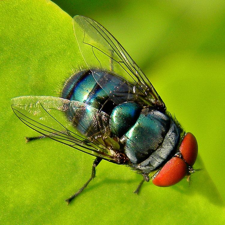 Chrysomya megacephala Oriental Latrine Fly Chrysomya megacephala iNaturalistorg