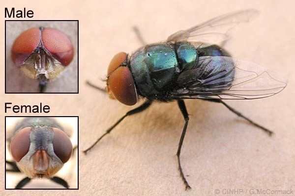 Chrysomya megacephala Cook Islands Biodiversity Chrysomya megacephala Latrine Blowfly