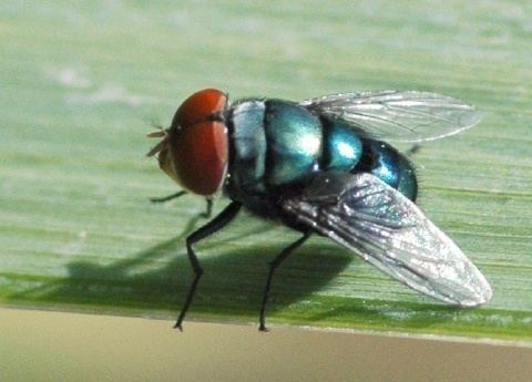 Chrysomya megacephala Oriental Latrine Fly Chrysomya megacephala