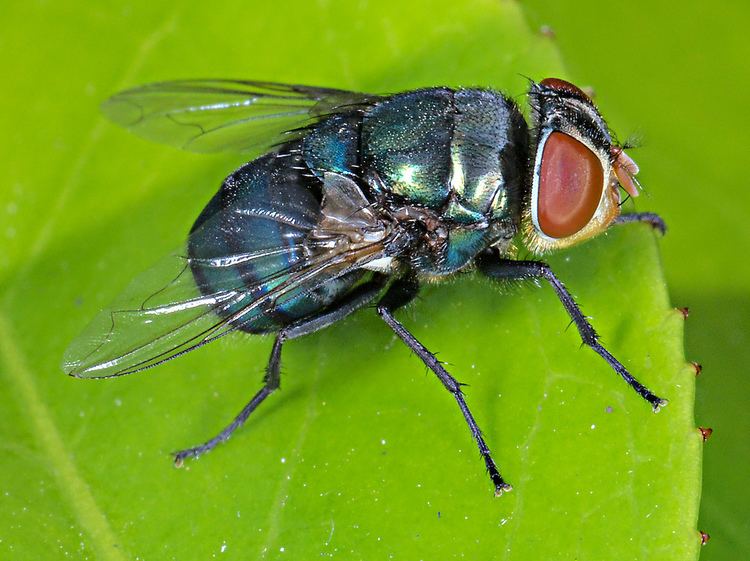 Chrysomya rufifacies Female Green Hairy Maggot Blowfly Bluebottle Chrysomya r Flickr