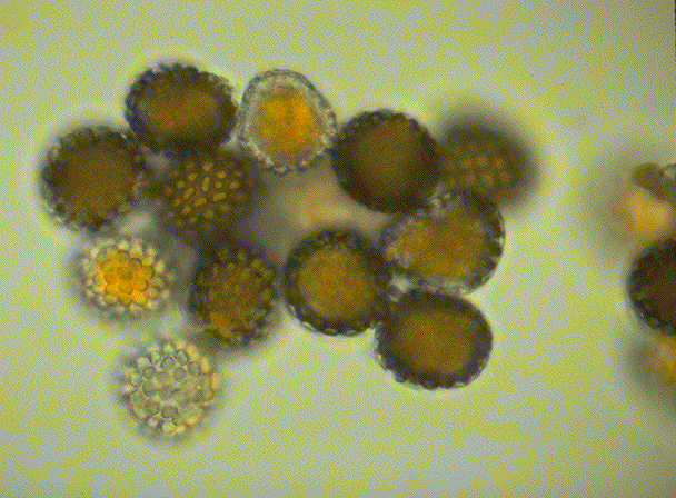 Chrysomyxa CTD Conifer Rust Fungi Spruce Cone Rusts