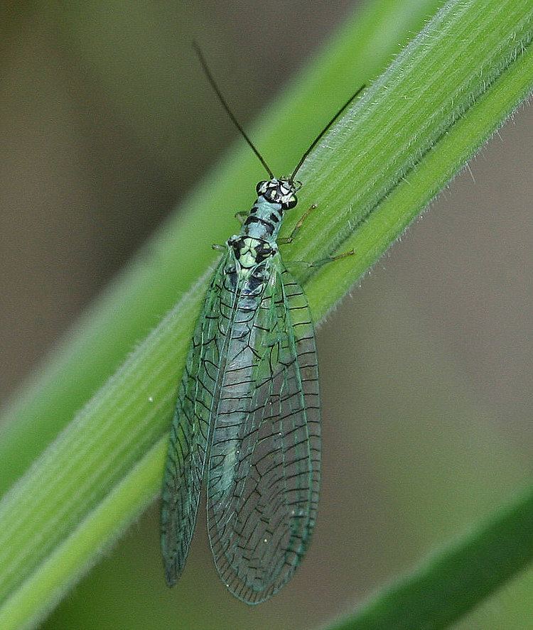 Chrysopa Chrysopa perla Chrysopa perla NatureSpot