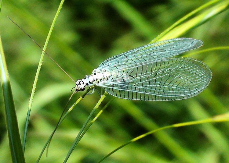 Chrysopa TrekNature Chrysopa perla Photo