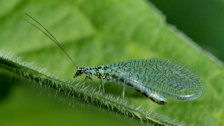 Chrysopa perla Chrysopa perla Wikipedia