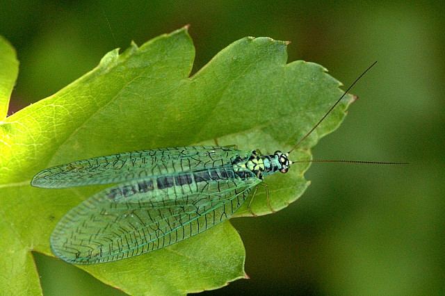 Chrysopa perla Chrysopa perla Wikipedia