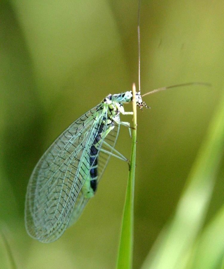 Chrysopa perla Chrysopa perla Chrysopa perla NatureSpot