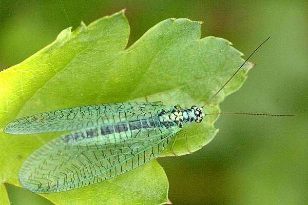 Chrysopa perla Chrysopa perla