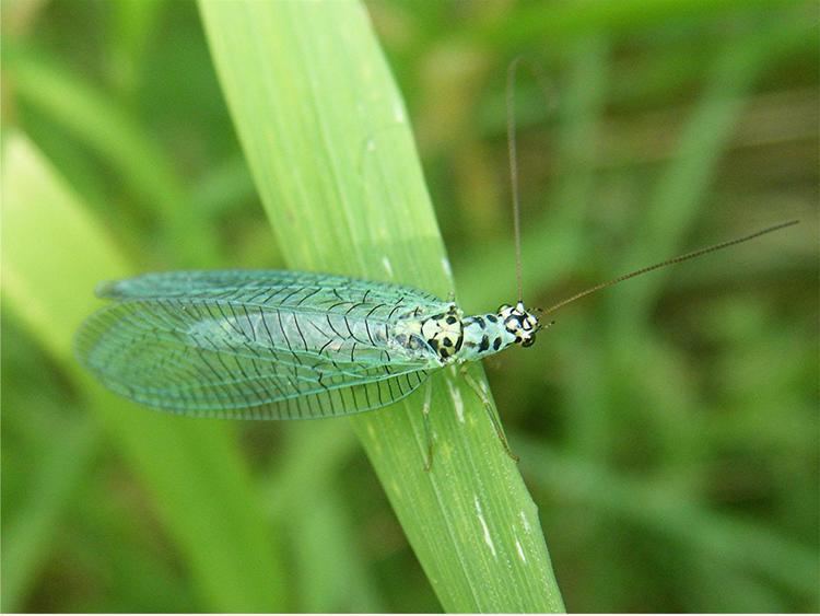 Chrysopa perla Chrysopa perla Chrysopa perla NatureSpot