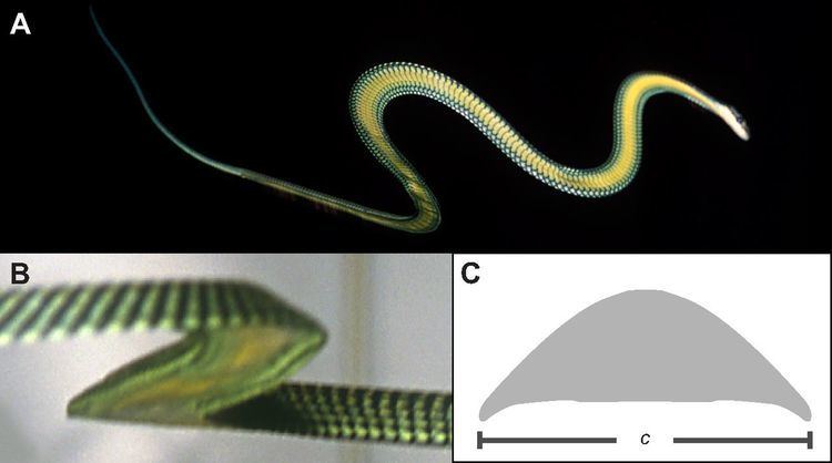 Chrysopelea Aerodynamics of the flying snake Chrysopelea paradisi how a bluff