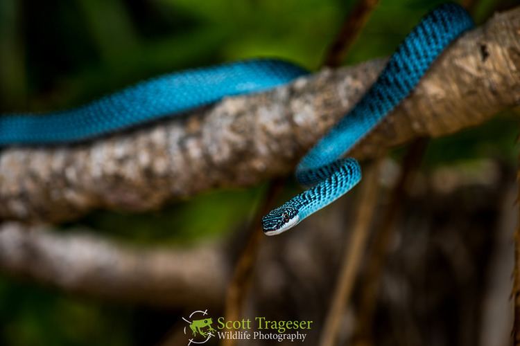 Chrysopelea ornata Con Dao Blue Ornate Flying Snake Chrysopelea ornata Flickr