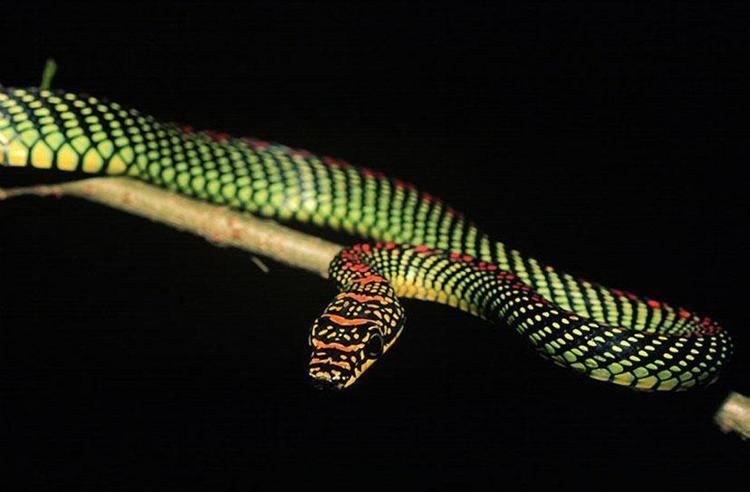 Chrysopelea paradisi The Flying Snake Chrysopelea paradisi of Southeast Asia Flying