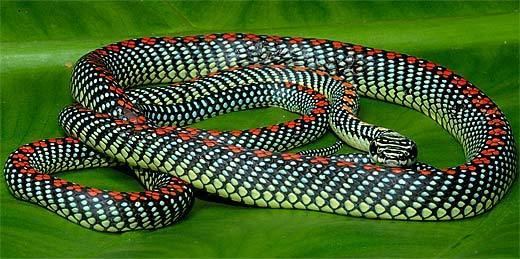 Chrysopelea paradisi Flying Snakes Sky Diving Reptiles Animal Pictures and Facts