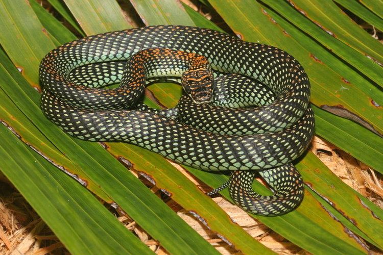 Chrysopelea paradisi CalPhotos Chrysopelea paradisi Paradise Flying Snake