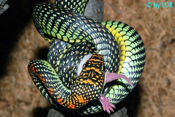 Chrysopelea paradisi Paradise Flying Snake Chrysopelea Paradisi World Of Snakes