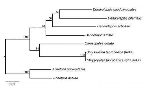 Chrysopelea taprobanica Phylogenetic relationships of Chrysopelea taprobanica from