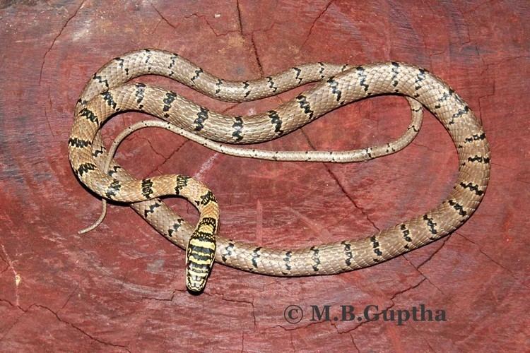 Chrysopelea taprobanica Sri Lankan flying snake Chrysopelea taprobanica first record from