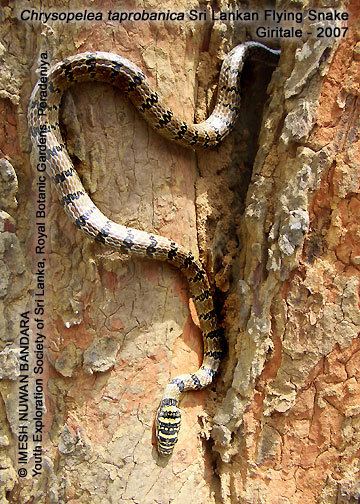 Chrysopelea taprobanica Endemic Colubrid Snakes of Sri Lanka