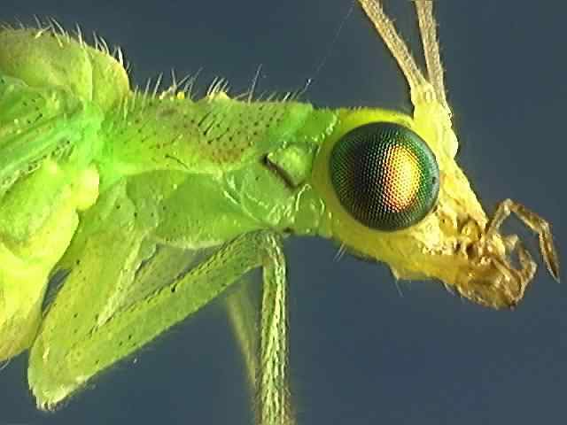 Chrysoperla Chrysoperla