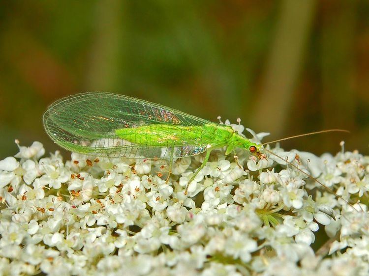 Chrysoperla Chrysoperla Wikipedia