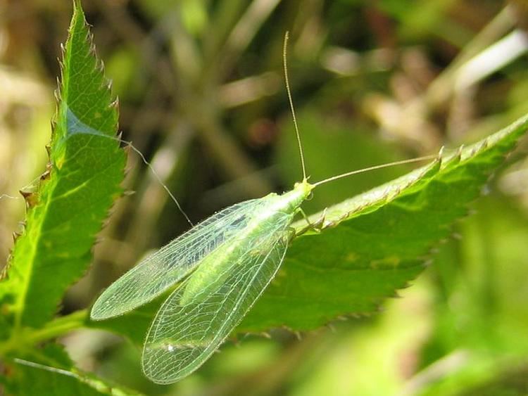 Chrysoperla carnea More BugsFlyBeeAlmindelig Guldje Chrysoperla carnea2