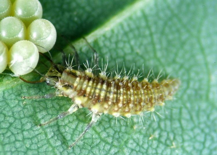 Chrysoperla carnea Chrysoperla carnea Nuetzlingede