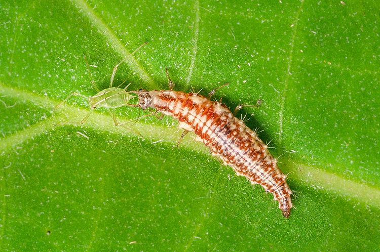 Chrysoperla Chrysoperla carnea Archive Biologischer Pflanzenschutz